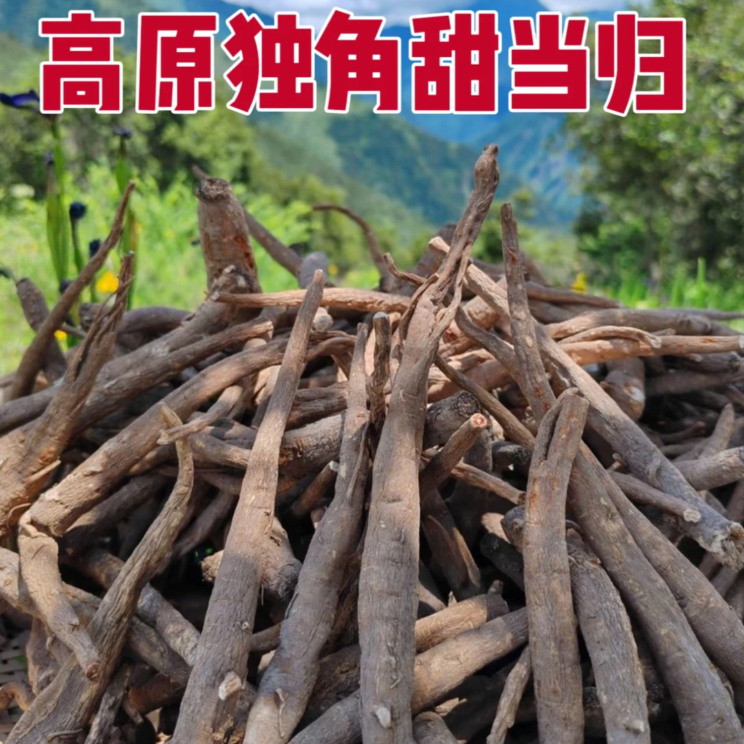 高原独角甜当归 滋补养生煲汤泡水