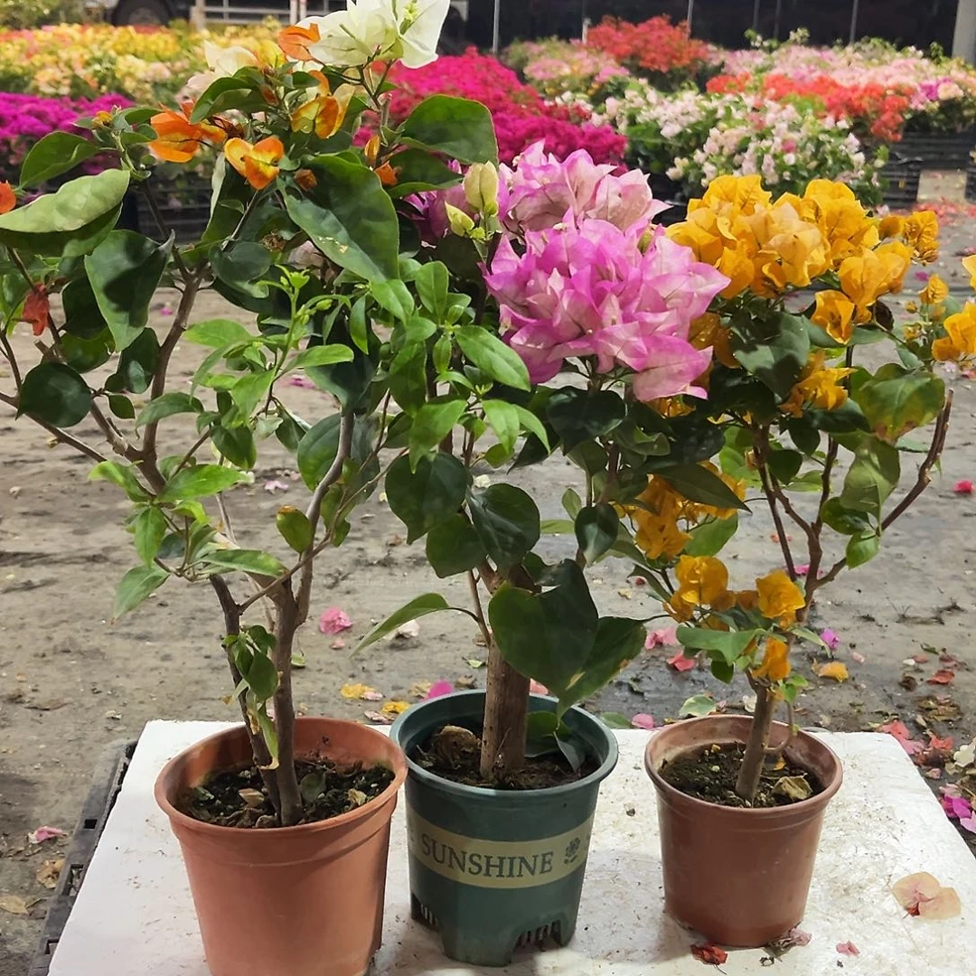 大部分花苞少量开放浅彩虹，小画报，加州黄