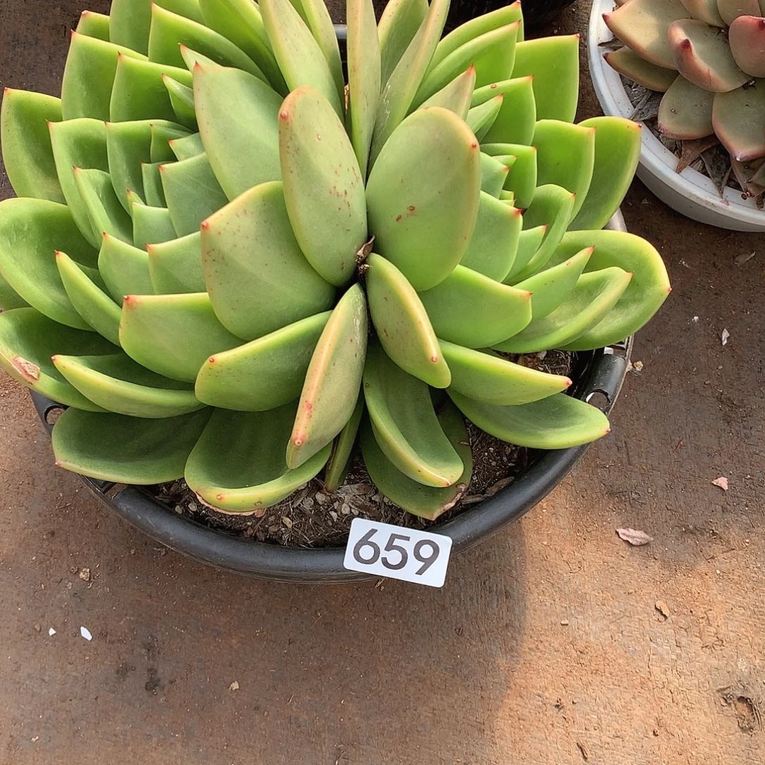 659 一物一拍多肉