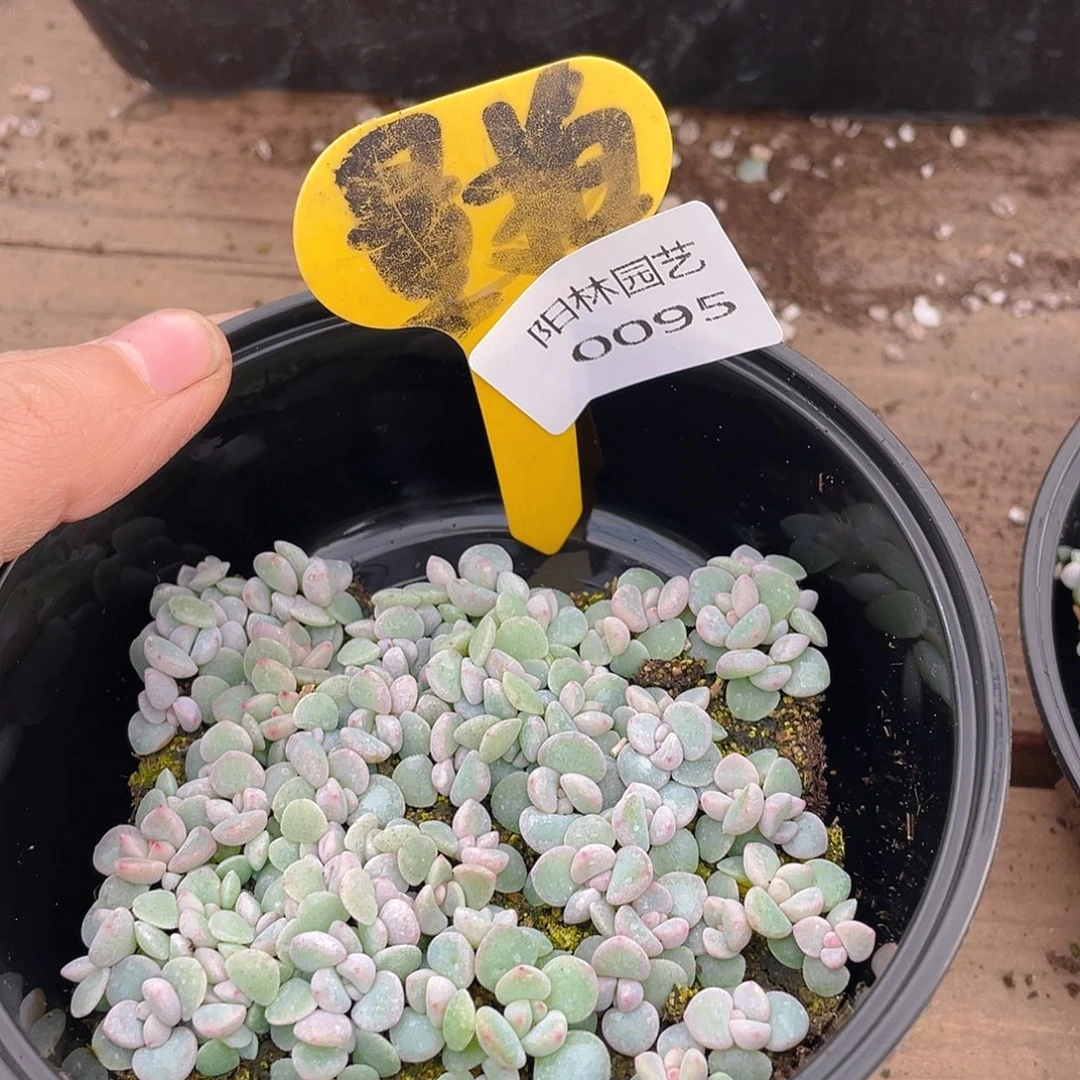 量拍多肉植物多肉植物95