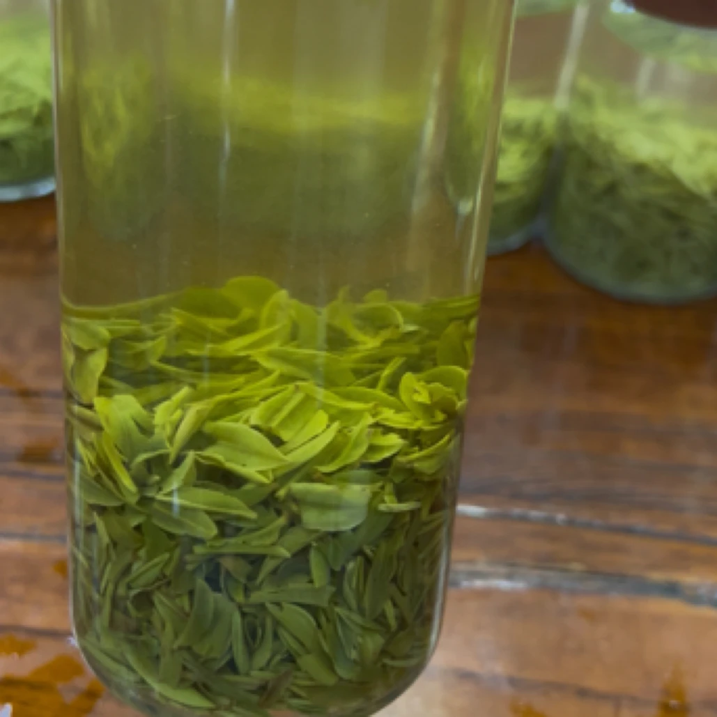 明前片片茶2025信阳毛尖茶叶新茶