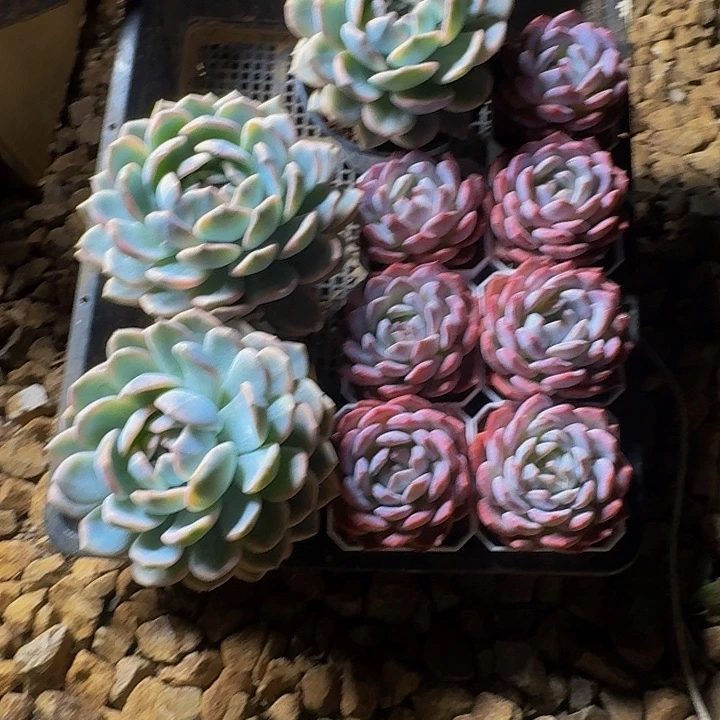 燕***¹哈哈哈哈哈哈哈哈