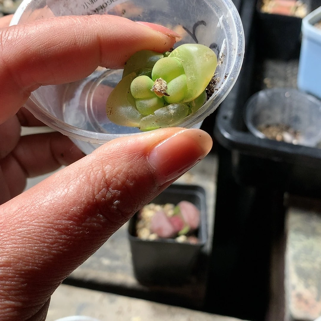 E148多肉植物保护研究所