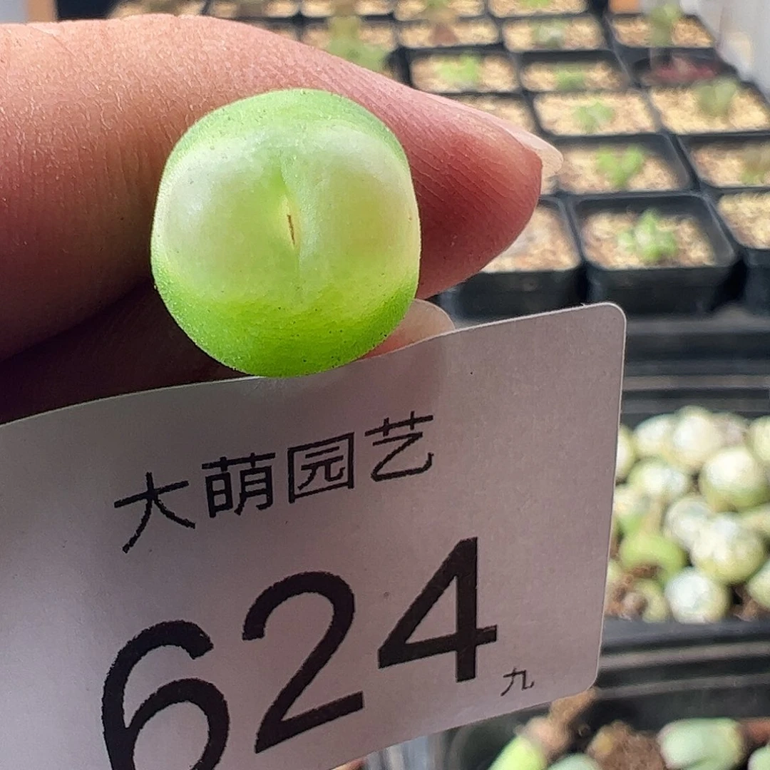 一物一拍微瑕福利624