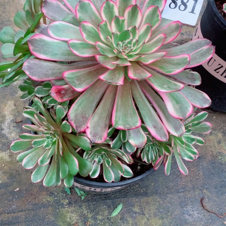 多肉植物紫月881