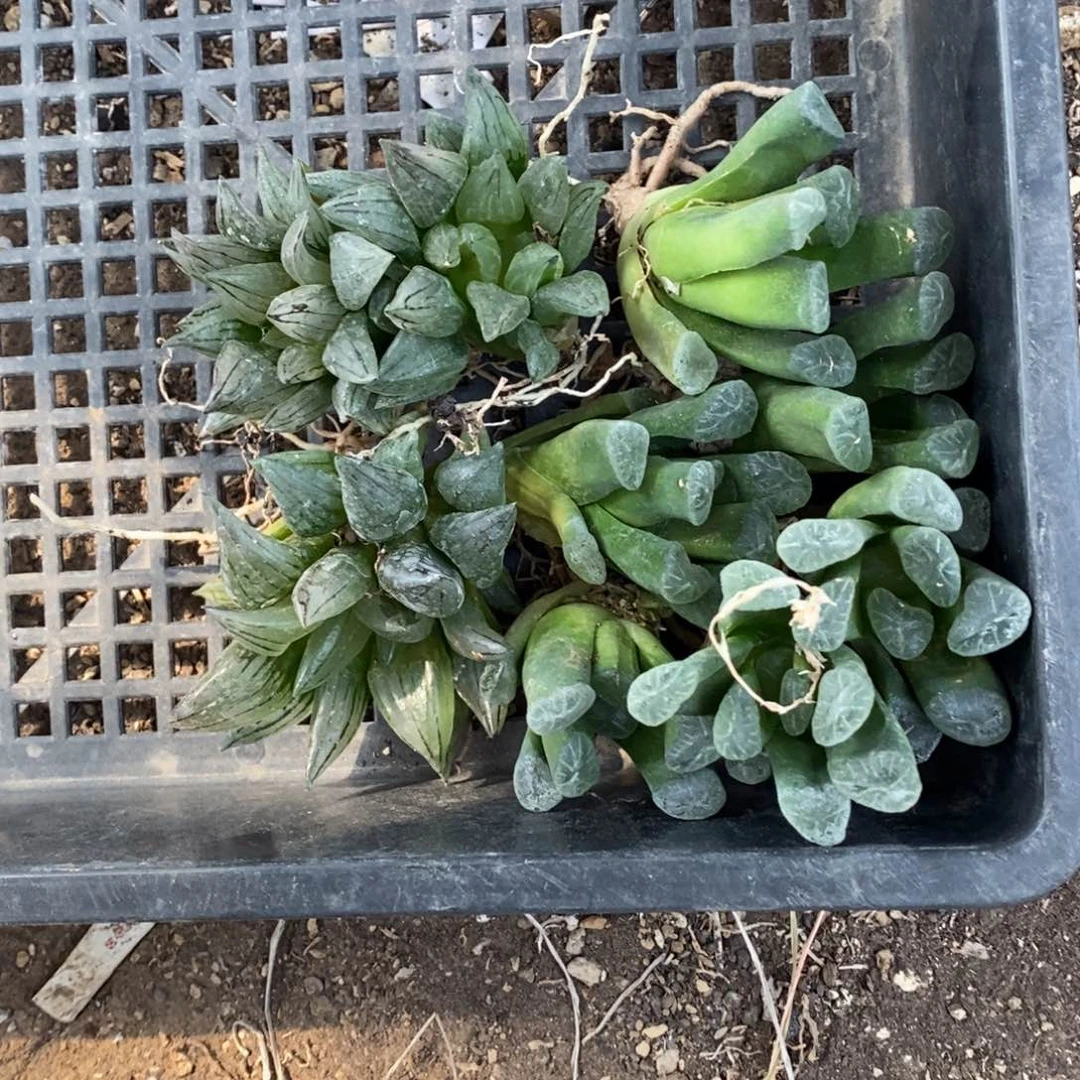 玥*2718 一组福利。