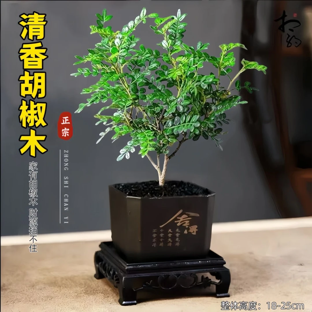 清香木盆栽室内绿植盆景好养植物桌面花卉观叶迷你盆栽
