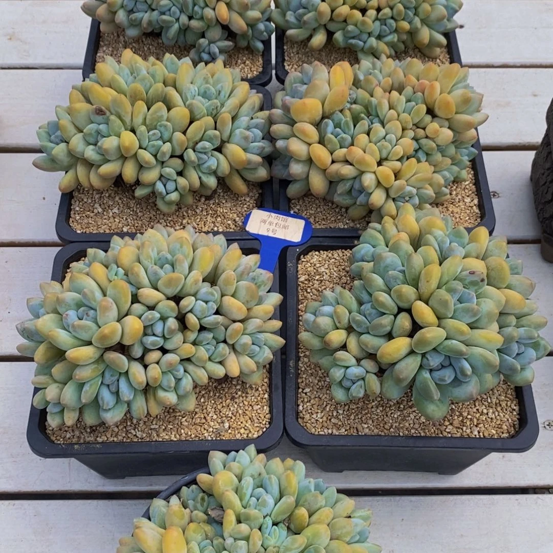 9-精品母本奶油大香水捧花群一个
