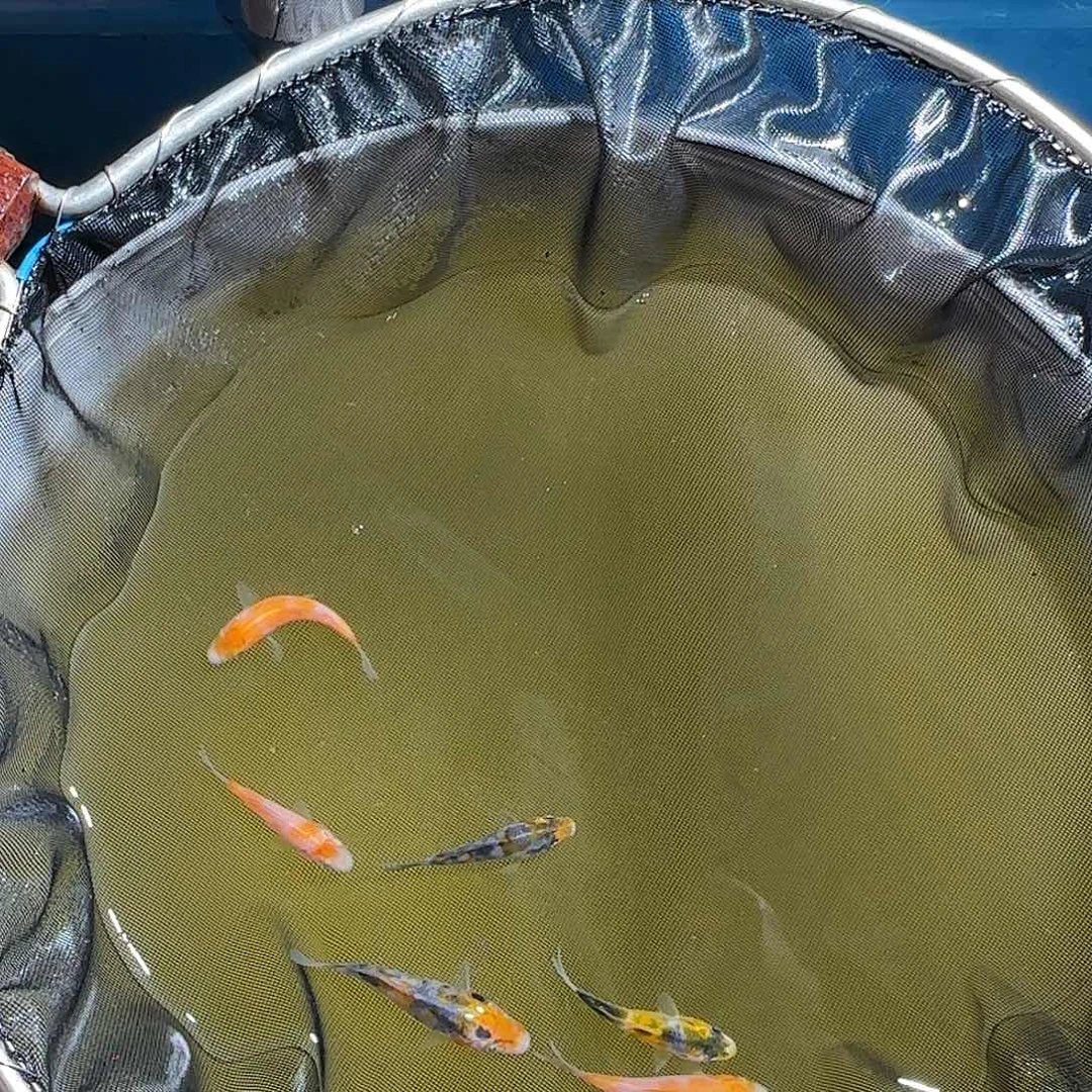 锦鲤i*锦鲤的故事是