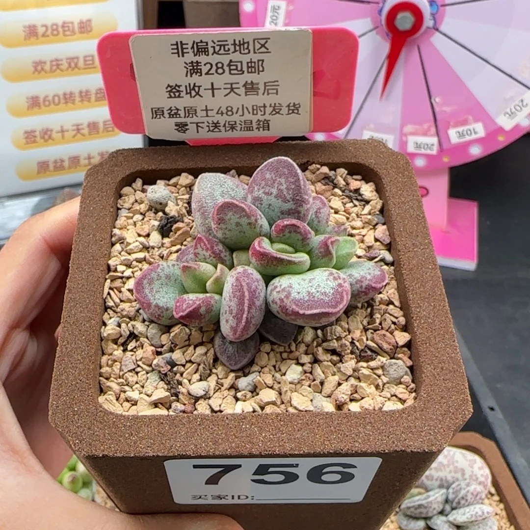 756艾薇多肉植物的