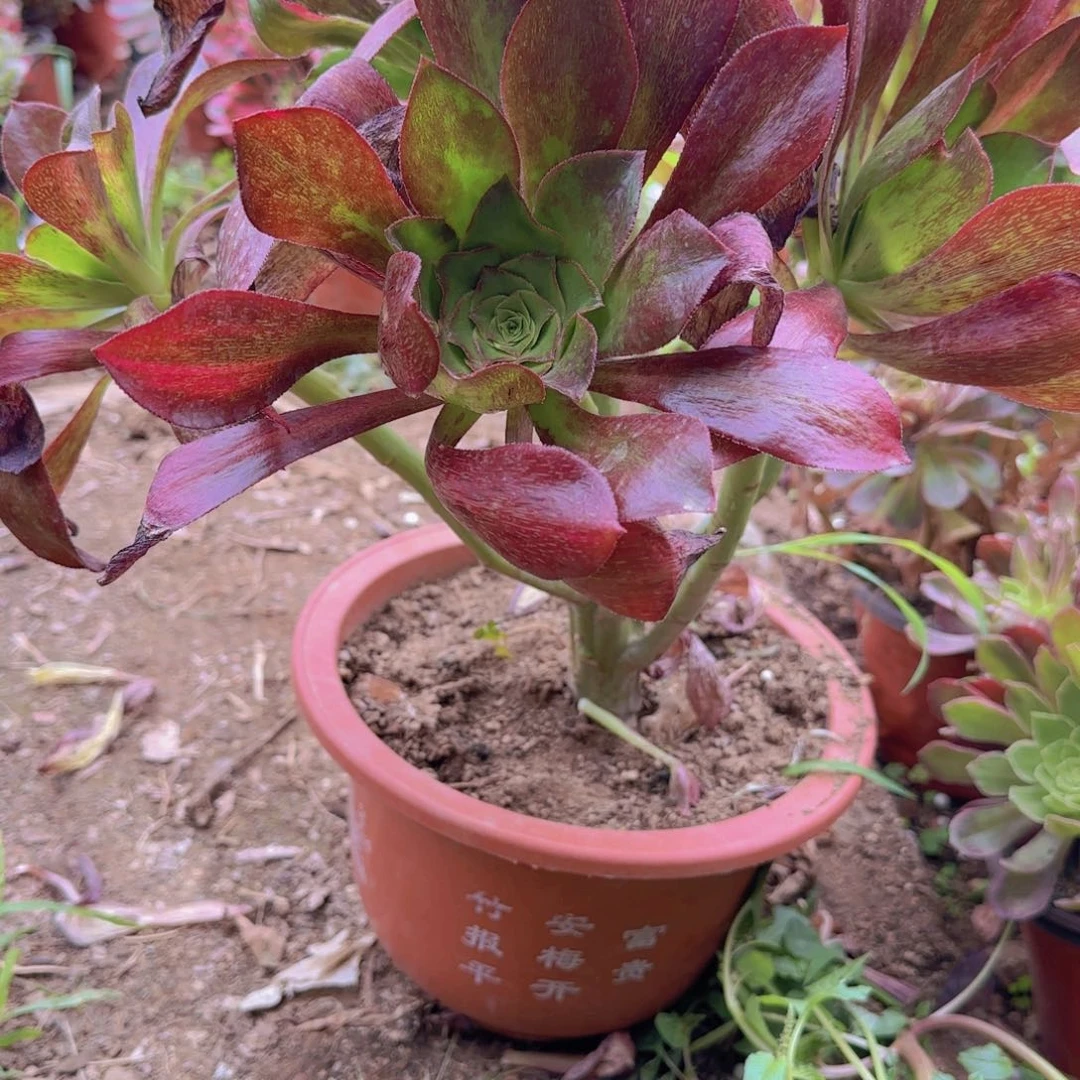 ╭****心魅影。七彩。