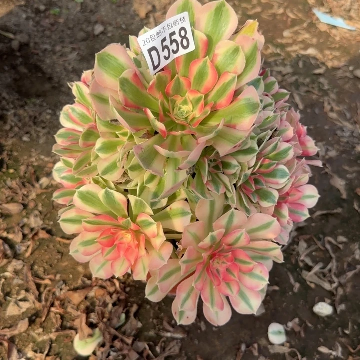 女巫……多肉植物……