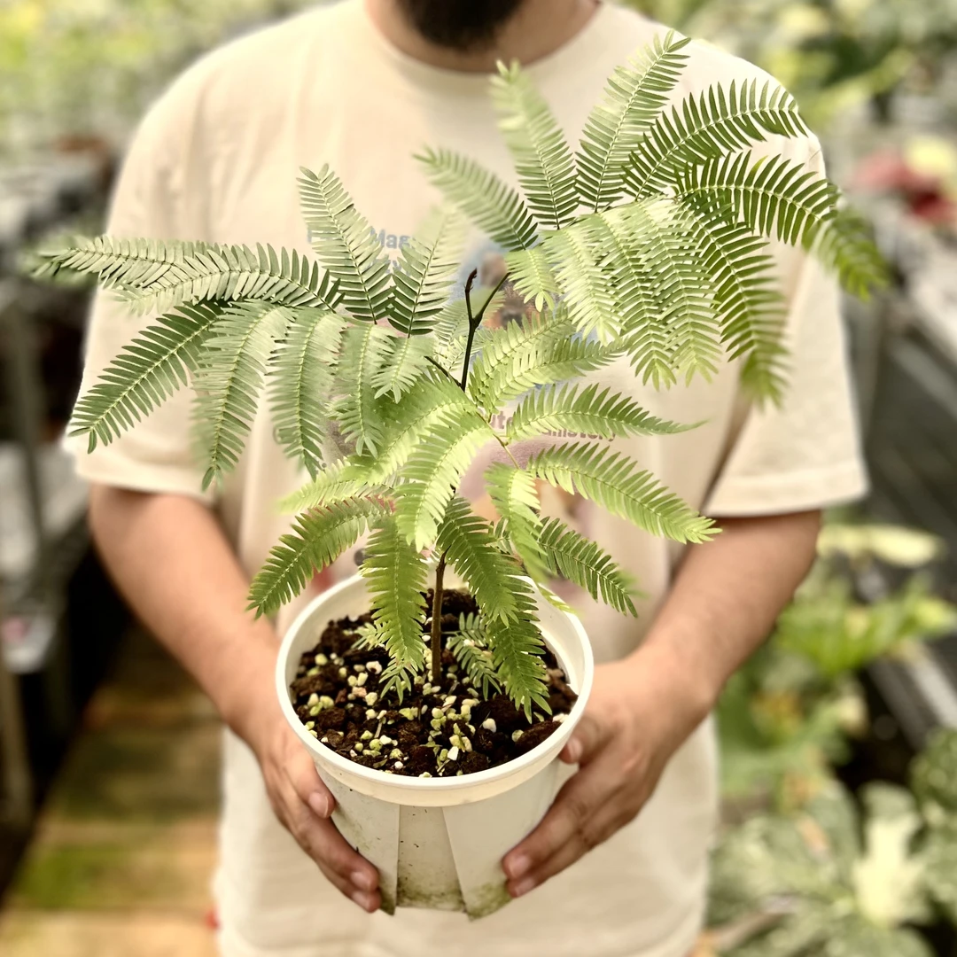 密叶猴耳环 新手友好 好养热植盆栽日本进口籽播苗