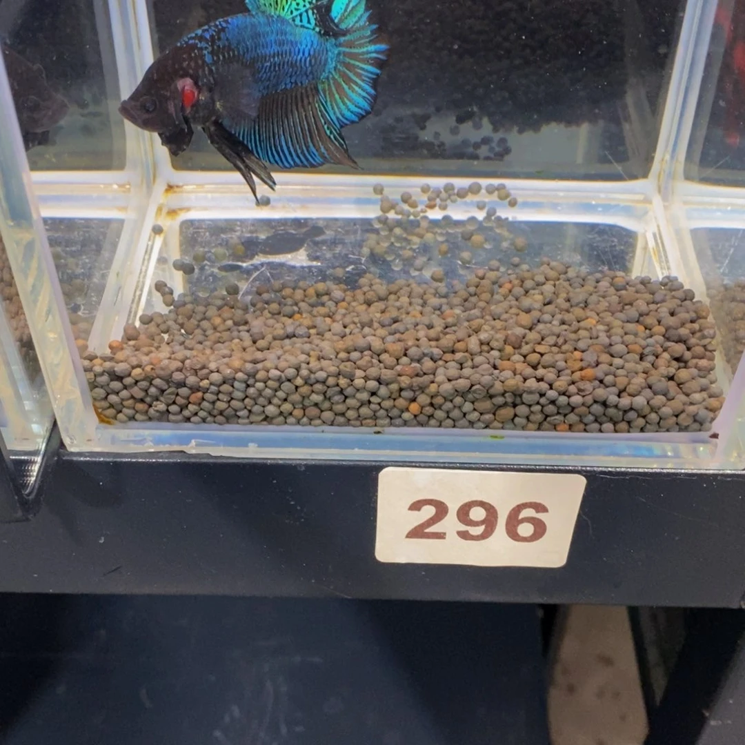 斗鱼296巨斗巨斗巨斗