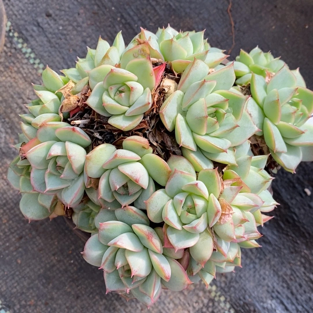 倚****不包整散掉头7446~13厘米