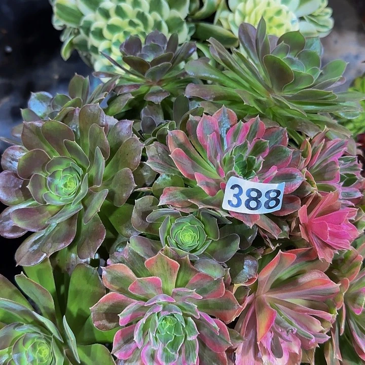 无***妈388光辉不包断枝