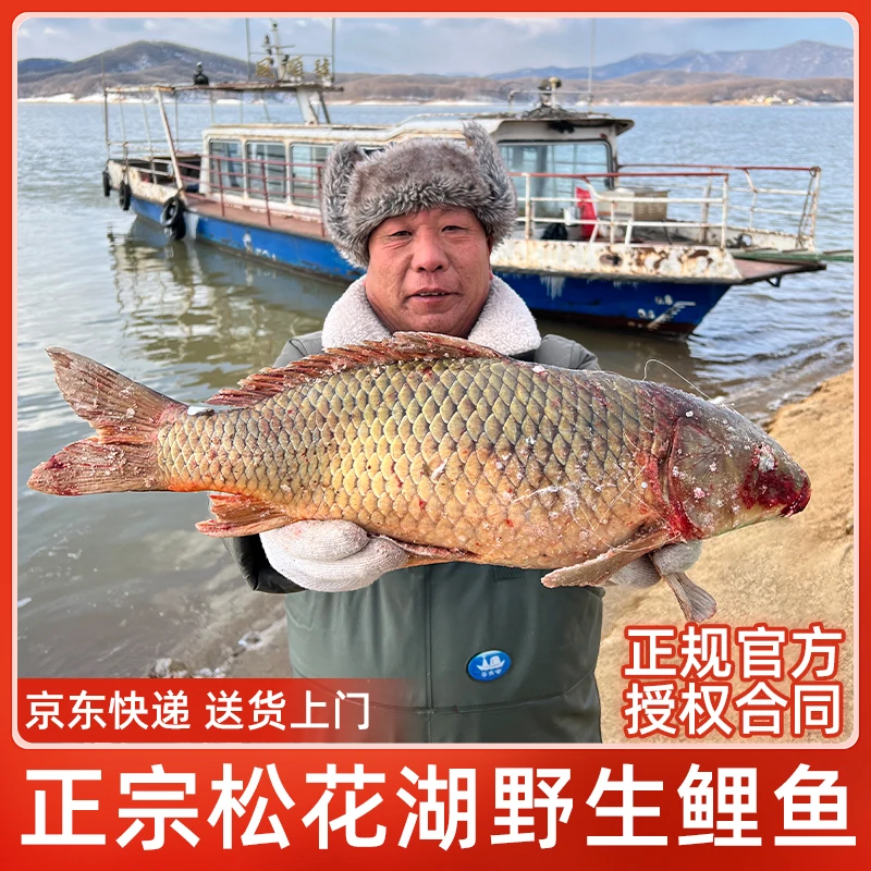 东北吉林市松花湖鲤鱼淡水鱼