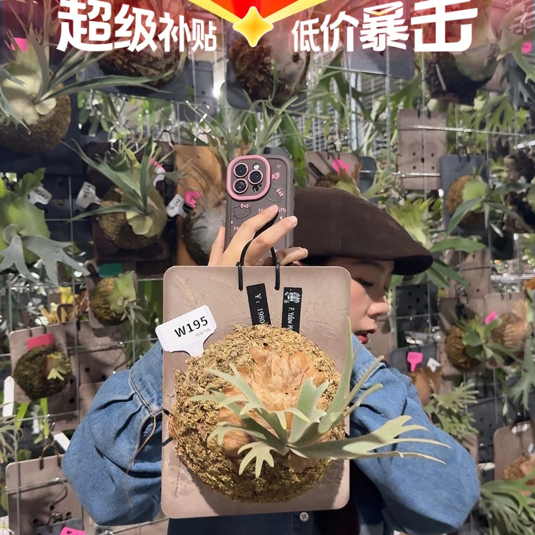 不开花植物W195-黄月孢子苗侏儒特选