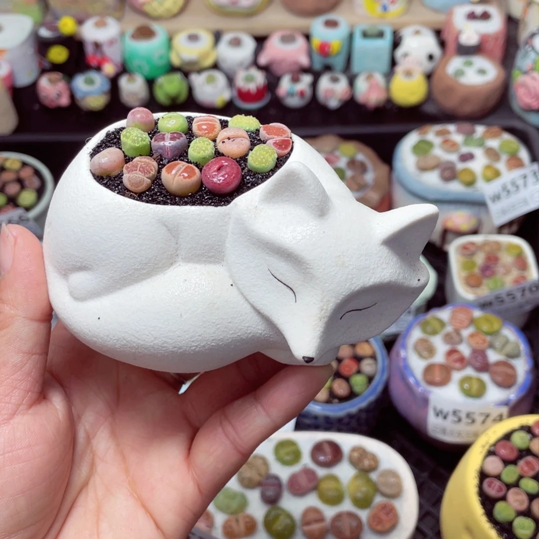 w5579 带盆土发货-零下地区拍保温箱