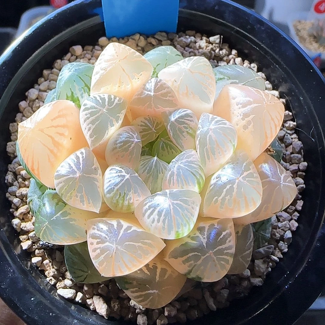 385号糊斑塑料皮玉露锦一物一拍带盆土