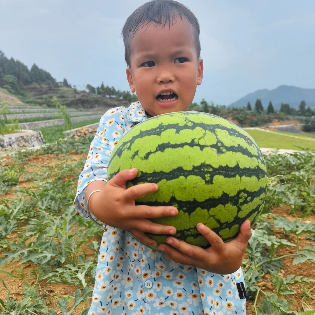 【高山西瓜】海拔450米露天千岛湖山区自然农法鲜甜老底子味
