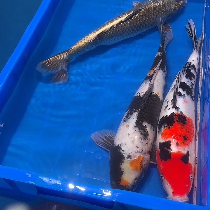 玖***锦鲤锦鲤观赏鱼3条