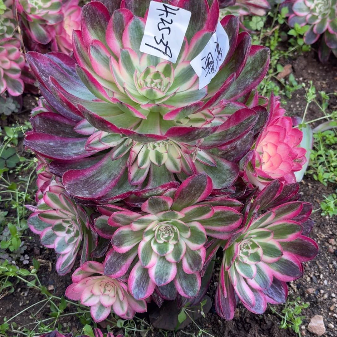 用****84.25-39倾城手捧多肉寄养