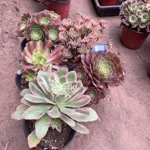 971多肉植物组合