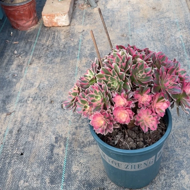 4粉女郎多肉植物多肉多肉