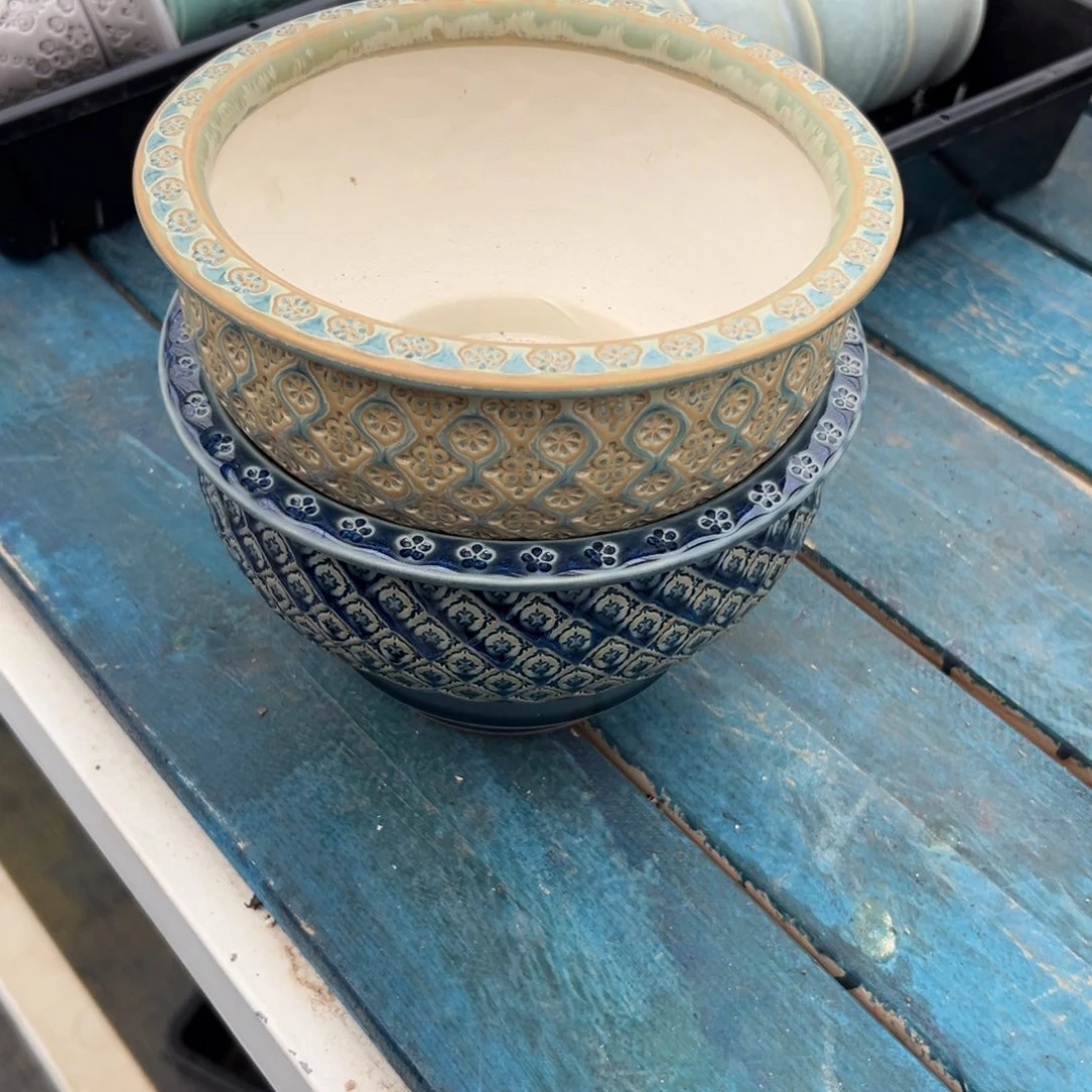 多肉精选编号0116.71