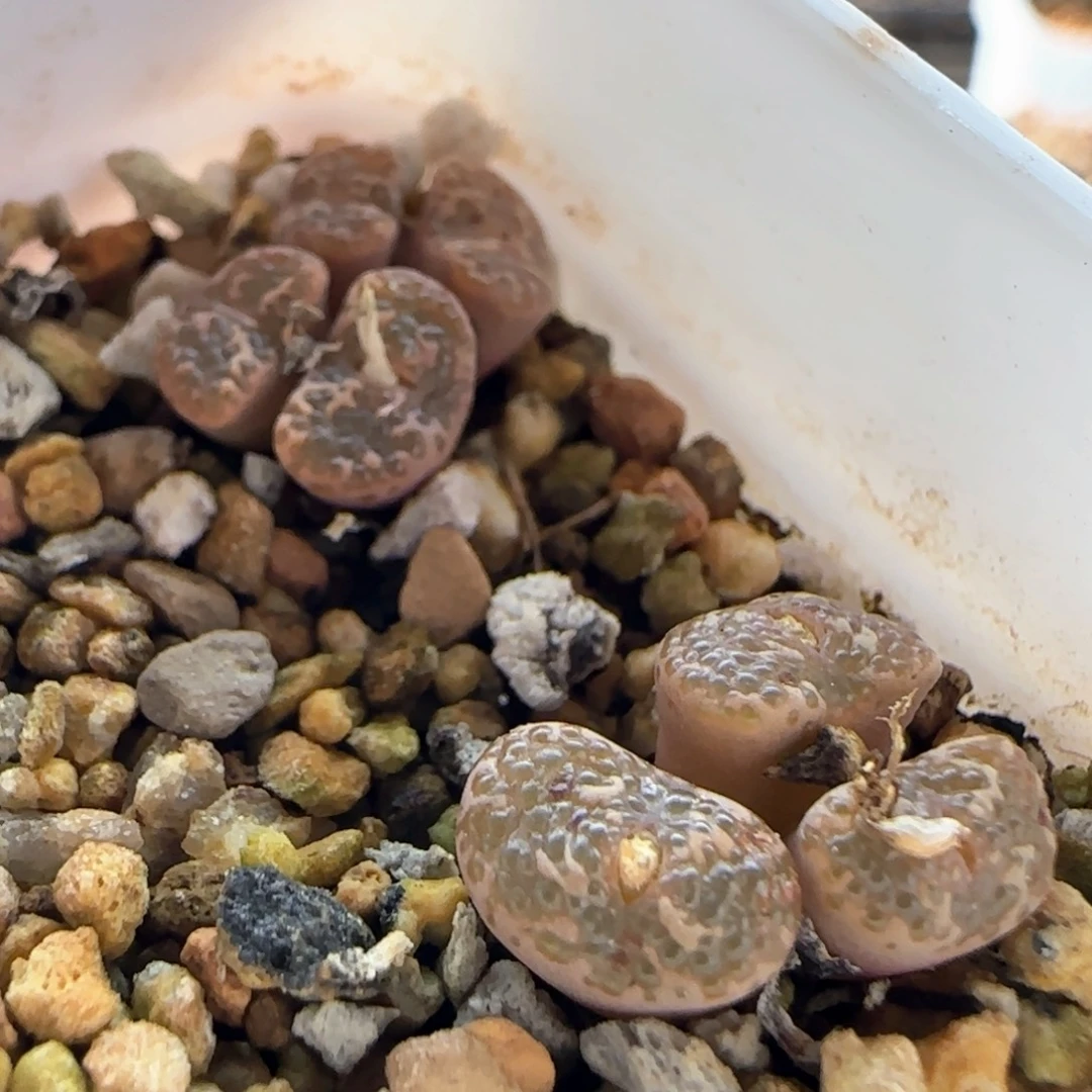 大白多肉植物园7092