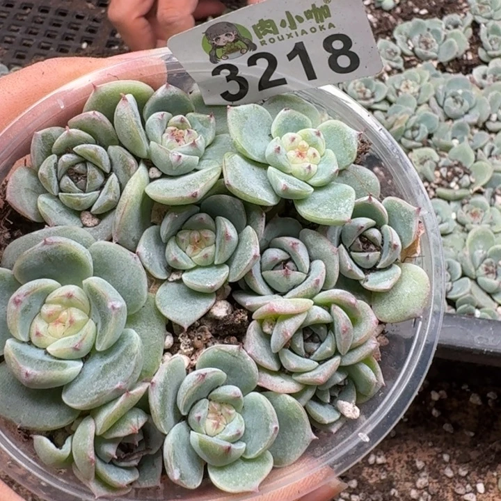 多肉植物多肉植物
