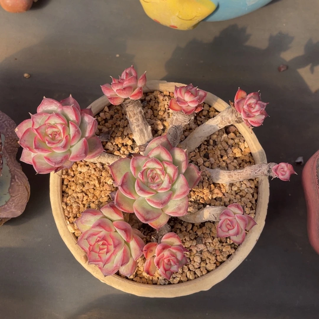 荷花整装无砍老桩