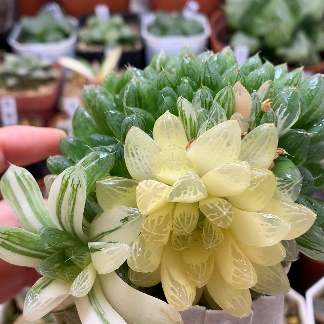 苏锦州玉露带盆土发货