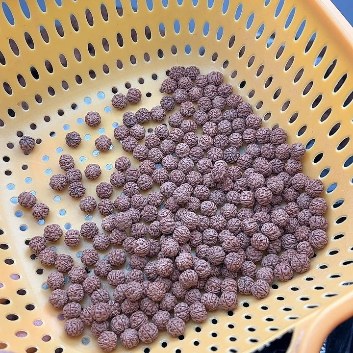 金刚菩提手串郭好评