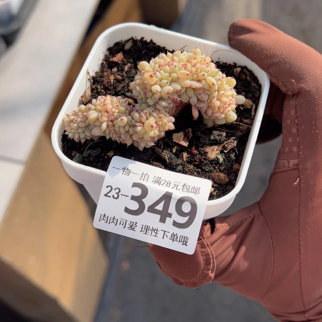 白胖子缀多肉多肉多肉多肉