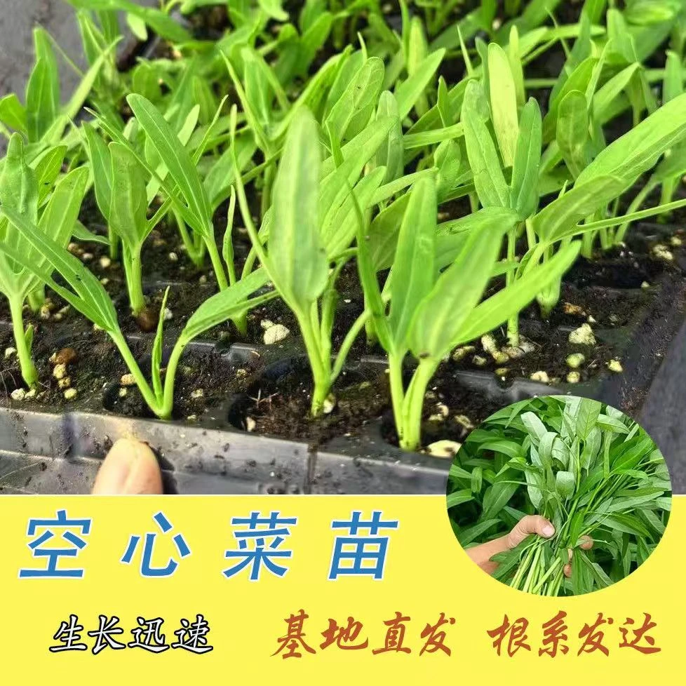 三叉菜苗秧苗大叶空心菜秧苗白梗空心菜蔬菜分叉多高产露天种植苗