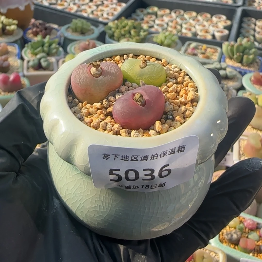 s***i5036--一物一拍 带盆