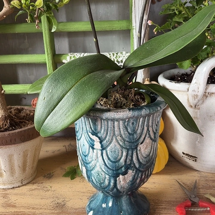 许纯的花房 绿色奖杯大号