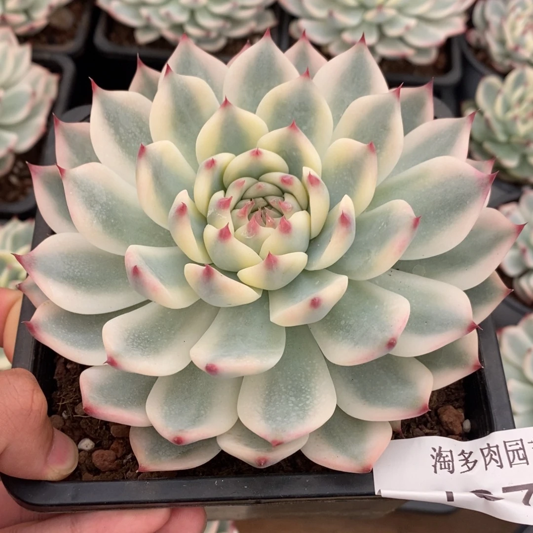 吉娃娃锦多肉植物1671