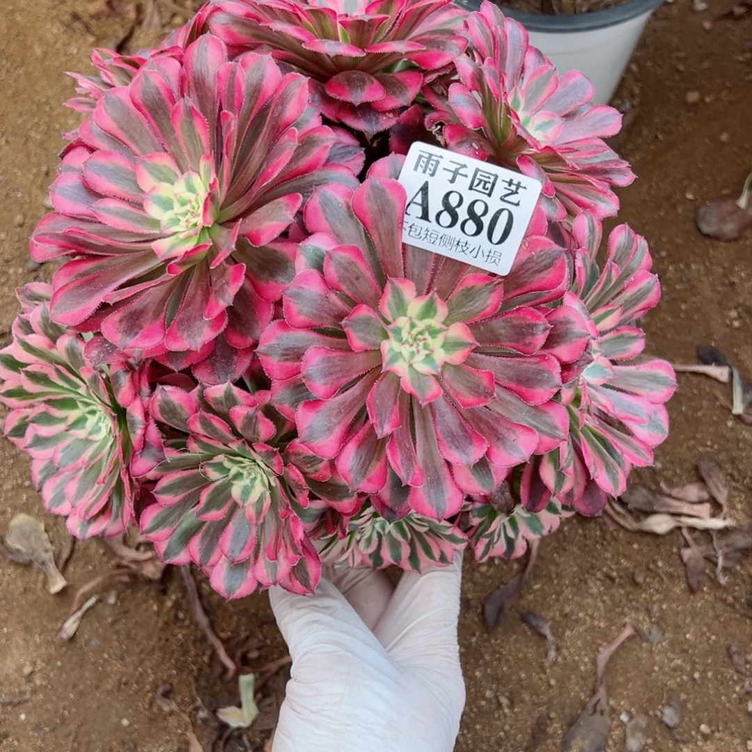 880红彤白尺寸18左右