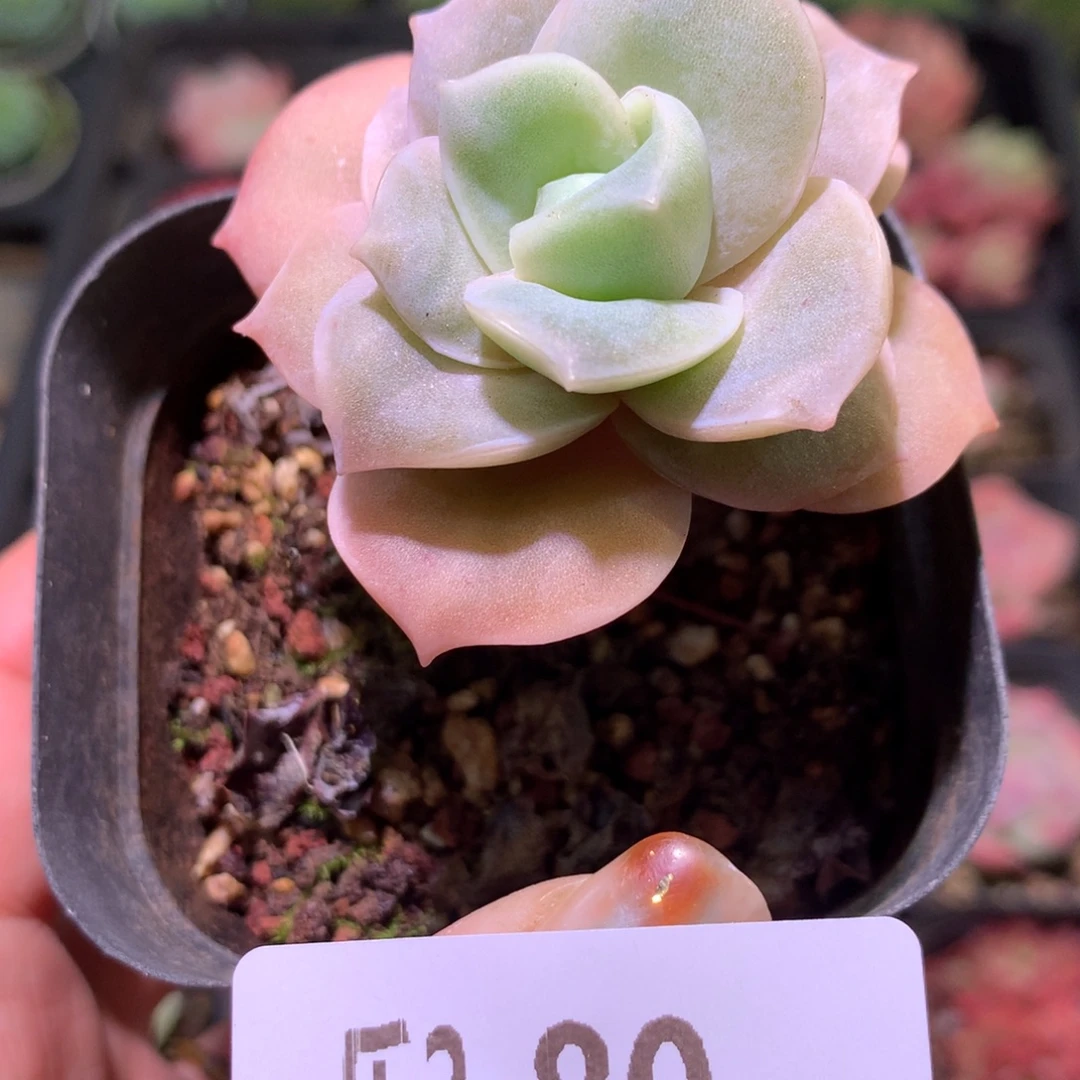 乐然 2-80 可爱玫瑰