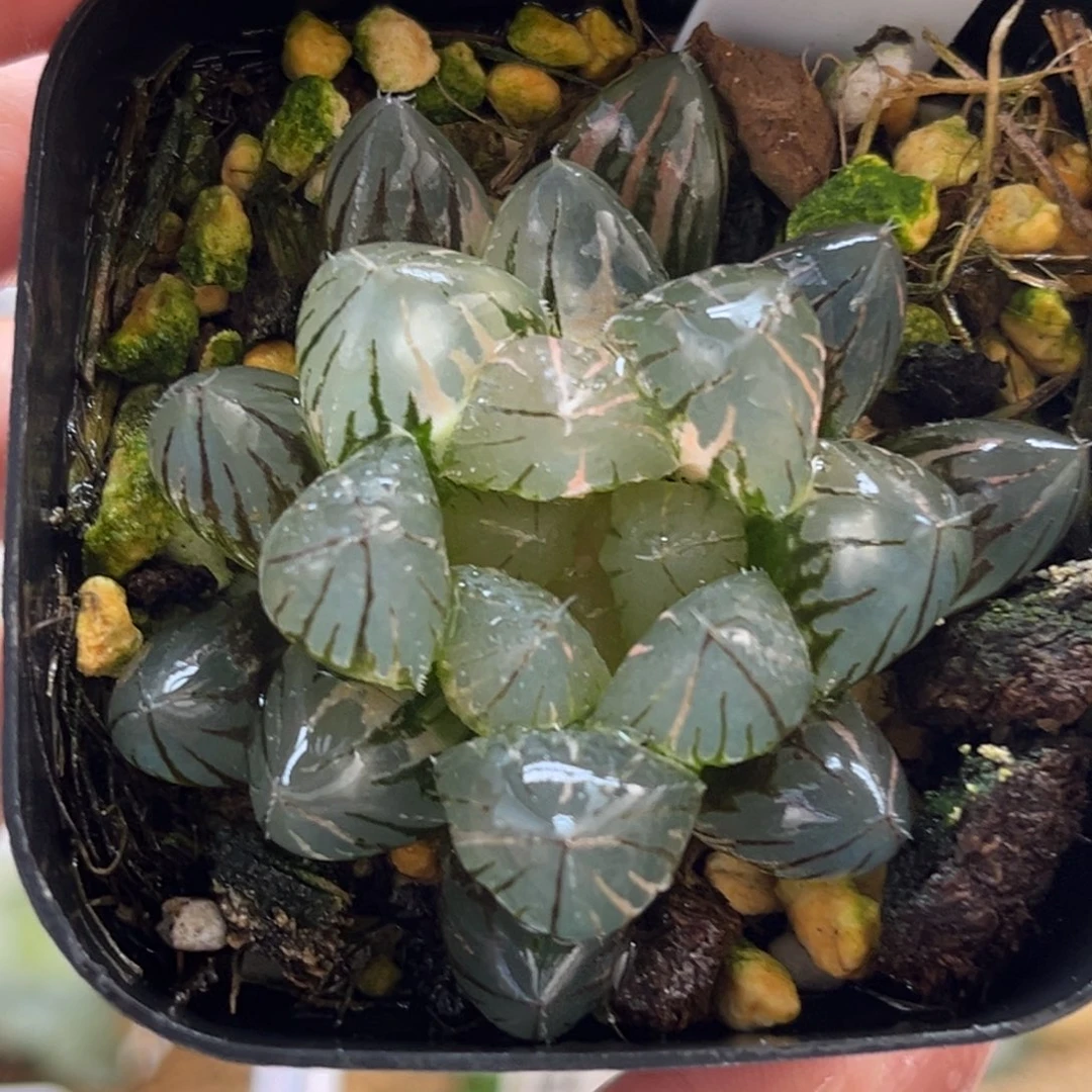 10龙爪玉露锦福利专场