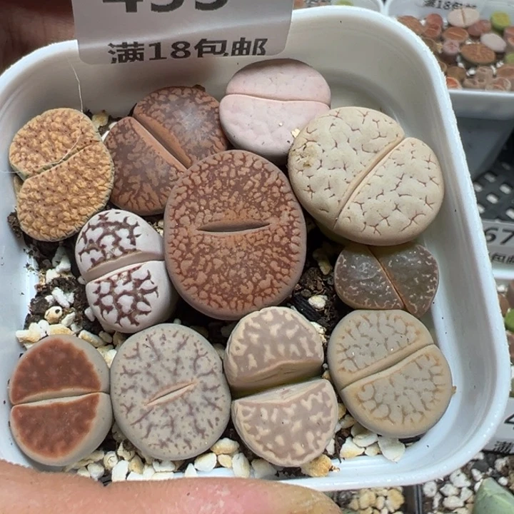 【闪购商品】 455。