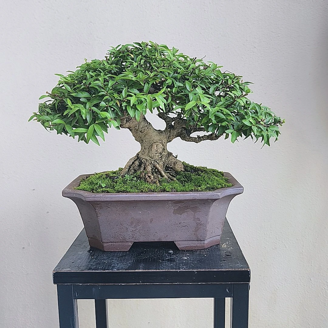 年功矮霸 香水茉莉 香水梅 水梅 水茉莉 精品盆景 满冠幅枝爪