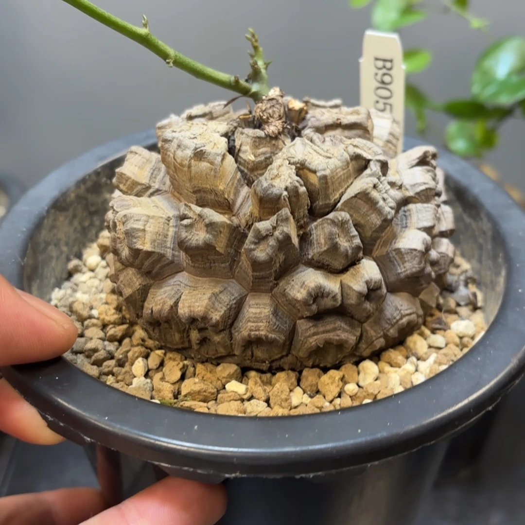 8 号日系南非龟甲龙带盆