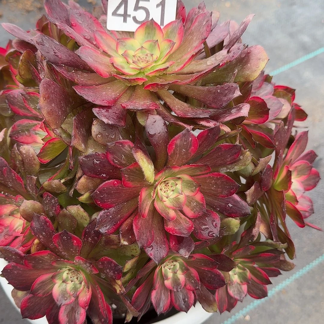 精品000000000000451