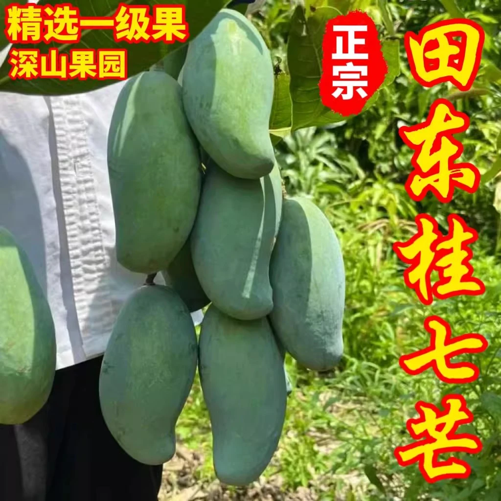 产地直发广西百色桂七芒果新鲜应季水果田东特产青皮香芒甜整箱