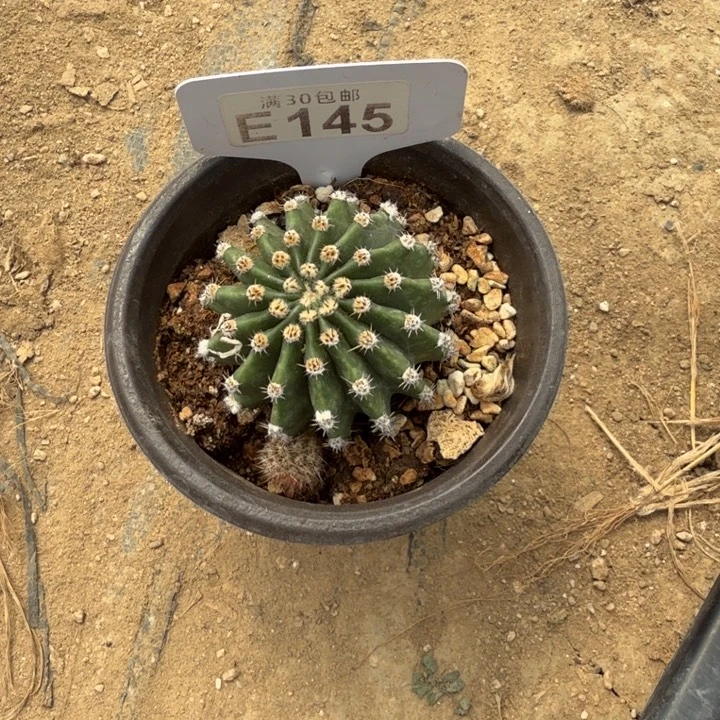 马丙一物一拍E145
