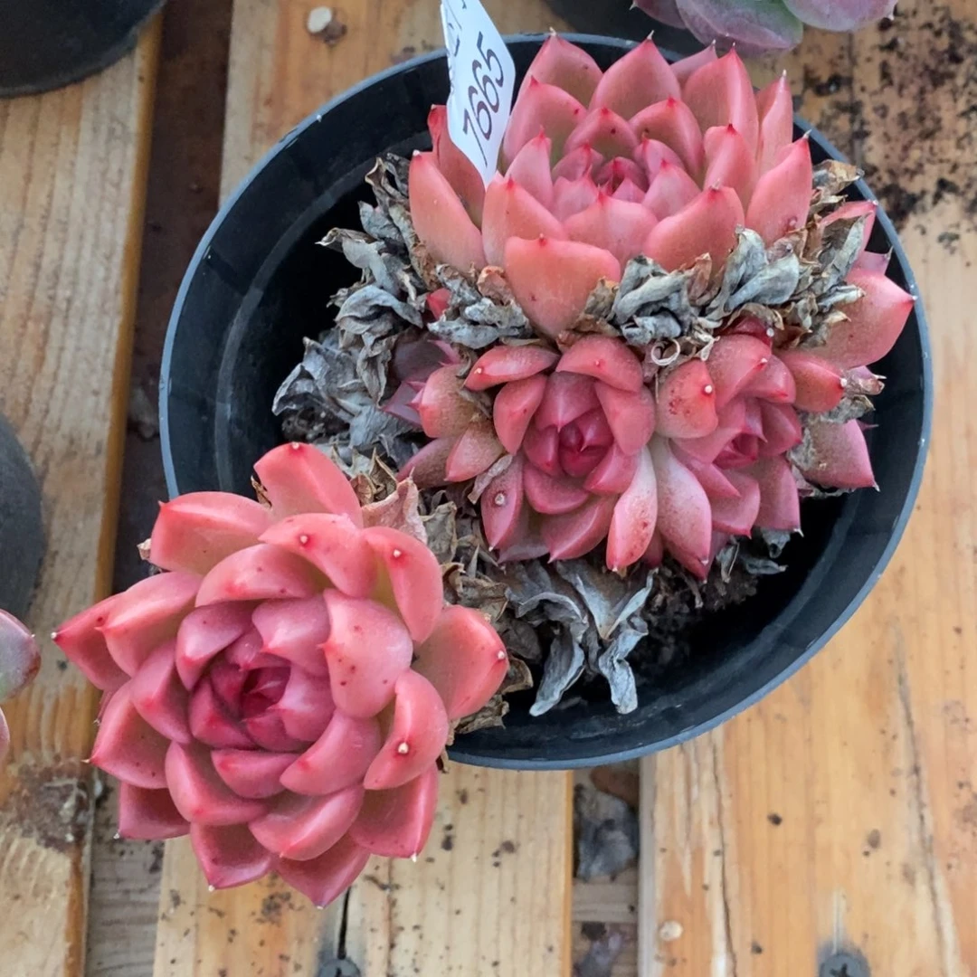 流***莹杂交精品多肉7665~12厘米